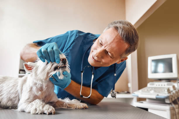 Best Emergency Dental Services Near Me  in Hickory Hls, IL